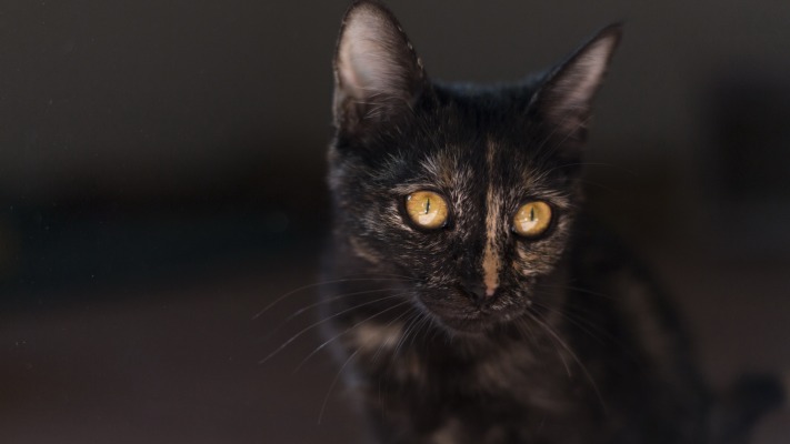 Cats. Desktop wallpaper
