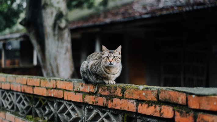 Cats. Desktop wallpaper