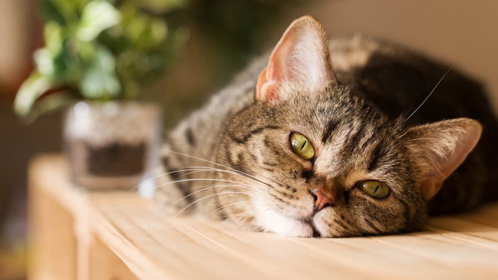 Cats. Desktop wallpaper