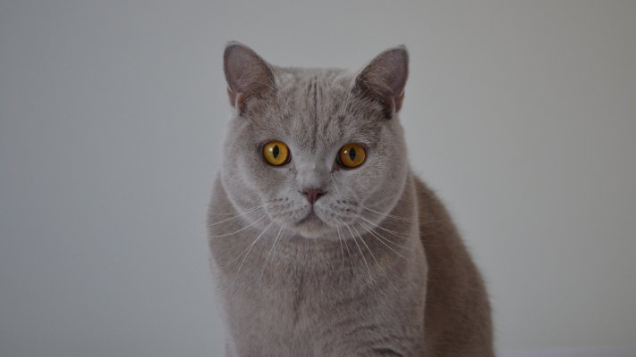 Cats. Desktop wallpaper