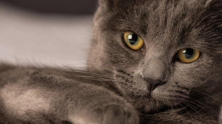 Cats. Desktop wallpaper