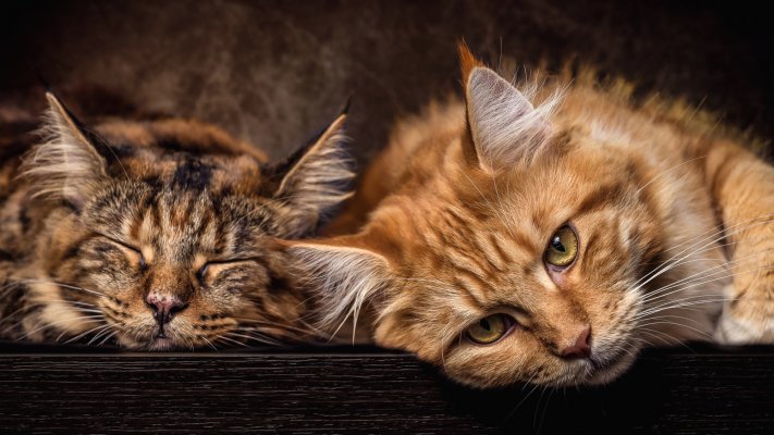Cats. Desktop wallpaper