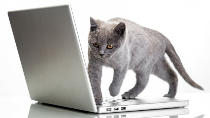 Cats. Desktop wallpaper