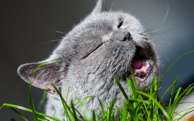 Cats. Desktop wallpaper
