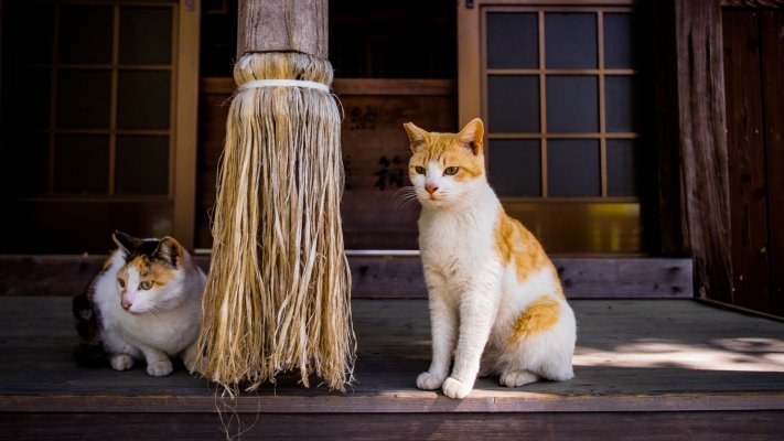 Cats. Desktop wallpaper