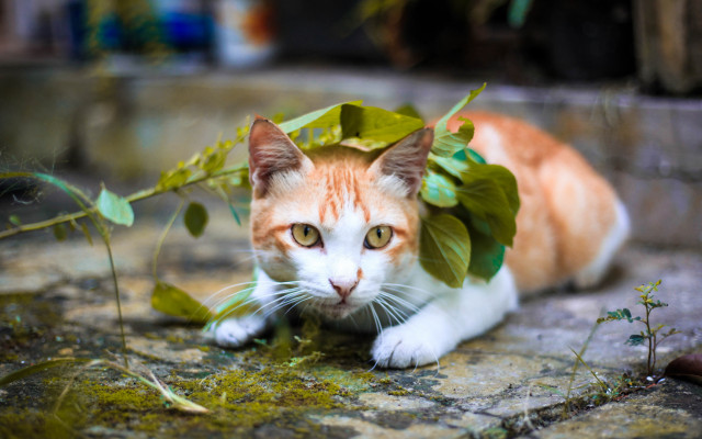 Cats. Desktop wallpaper