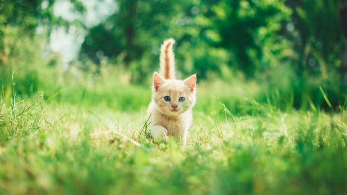 Cats. Desktop wallpaper