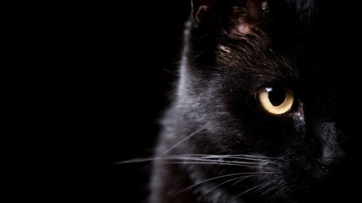 Cats. Desktop wallpaper