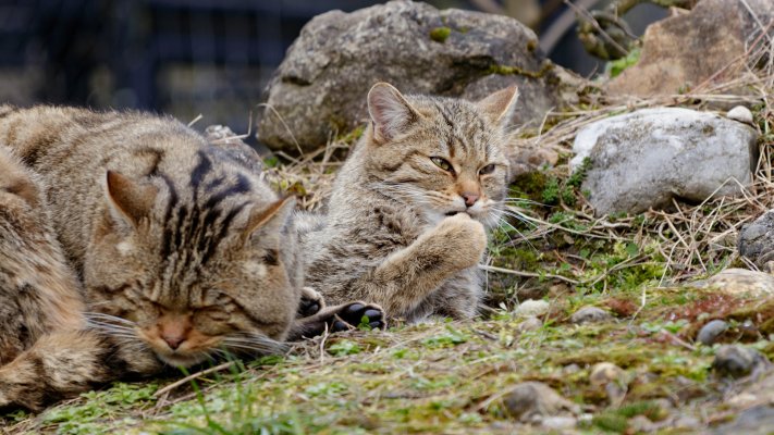Cats. Desktop wallpaper