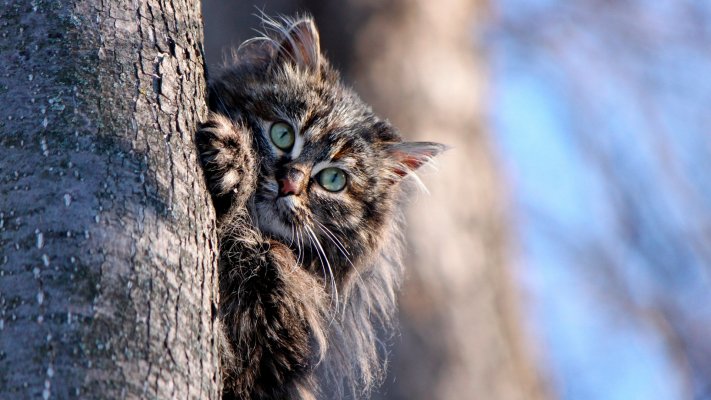 Cats. Desktop wallpaper
