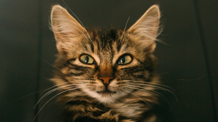 Cats. Desktop wallpaper