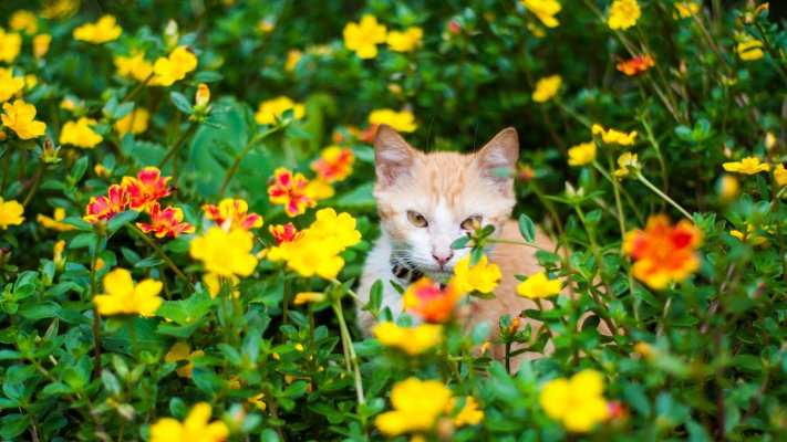 Cats. Desktop wallpaper