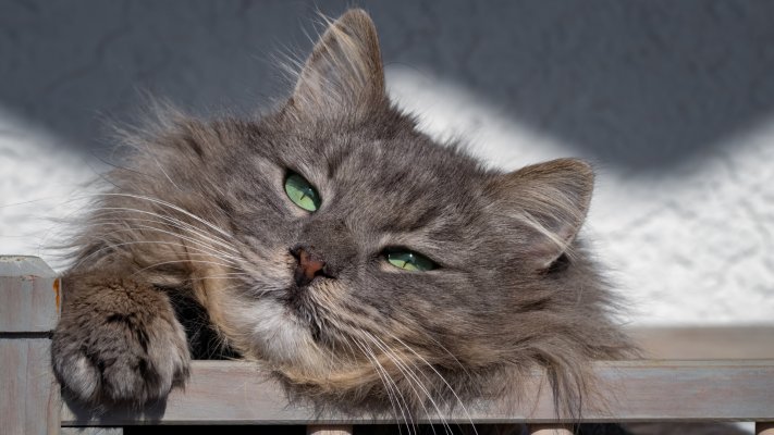 Cats. Desktop wallpaper