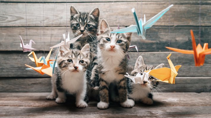 Cats. Desktop wallpaper