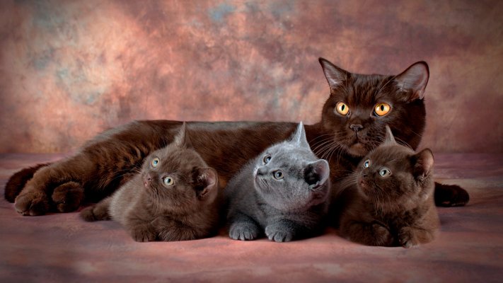 Cats. Desktop wallpaper