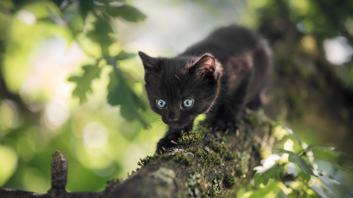 Cats. Desktop wallpaper