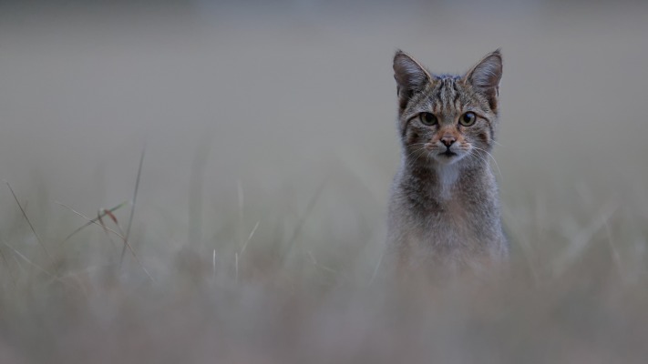 Cats. Desktop wallpaper