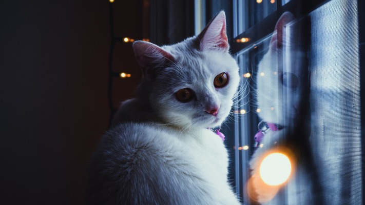 Cats. Desktop wallpaper