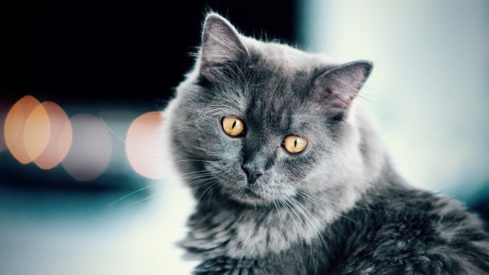 Cats. Desktop wallpaper