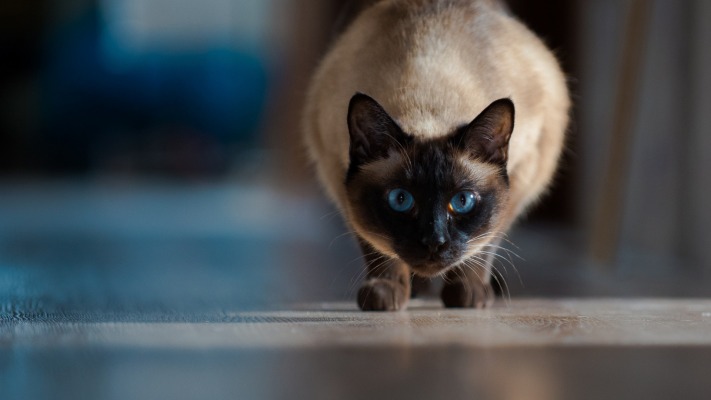 Cats. Desktop wallpaper