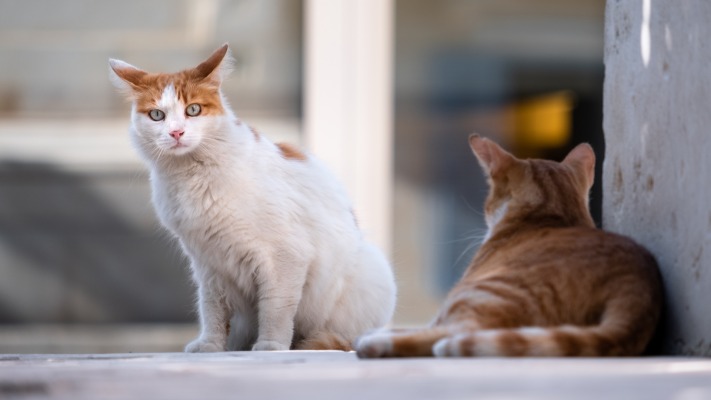 Cats. Desktop wallpaper