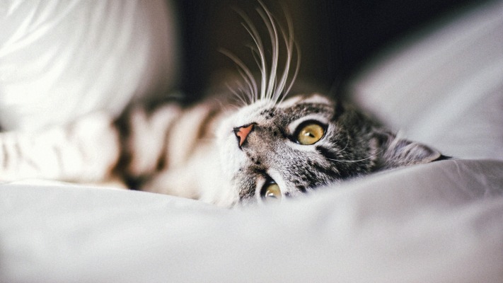 Cats. Desktop wallpaper