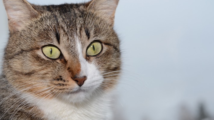 Cats. Desktop wallpaper