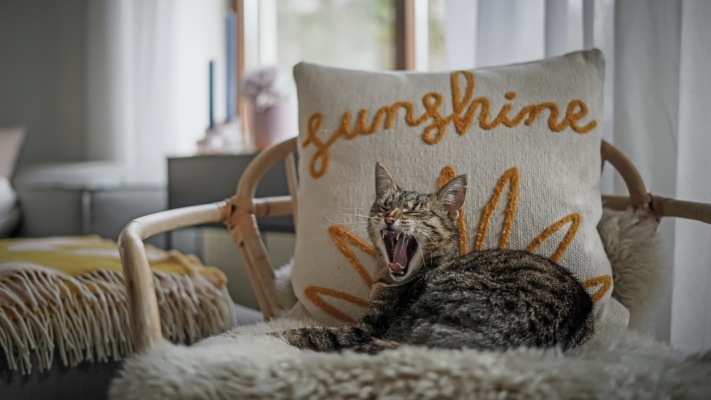 Cats. Desktop wallpaper