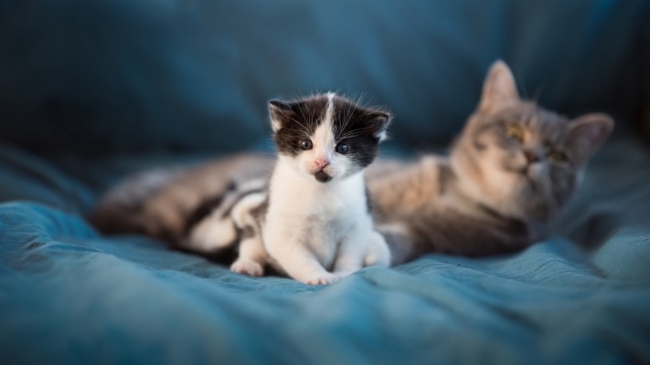 Cats. Desktop wallpaper
