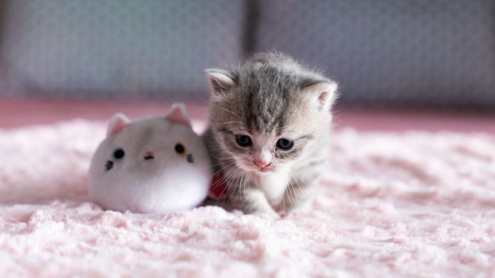 Cats. Desktop wallpaper