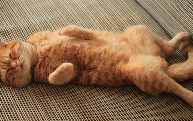 Cats. Desktop wallpaper