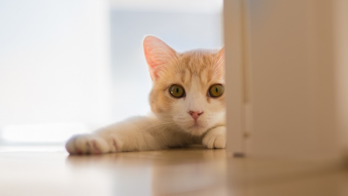 Cats. Desktop wallpaper