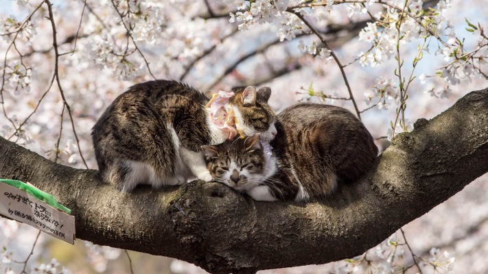 Cats. Desktop wallpaper