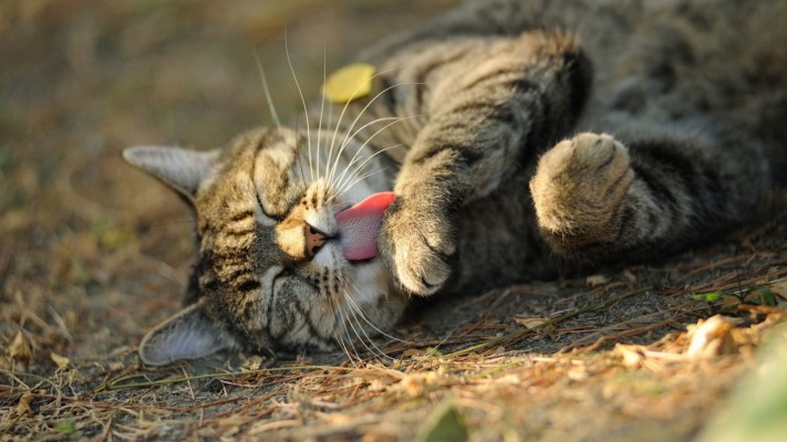 Cats. Desktop wallpaper