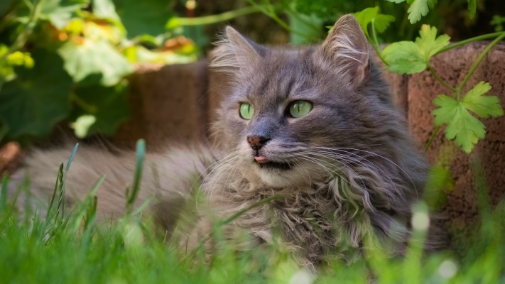 Cats. Desktop wallpaper