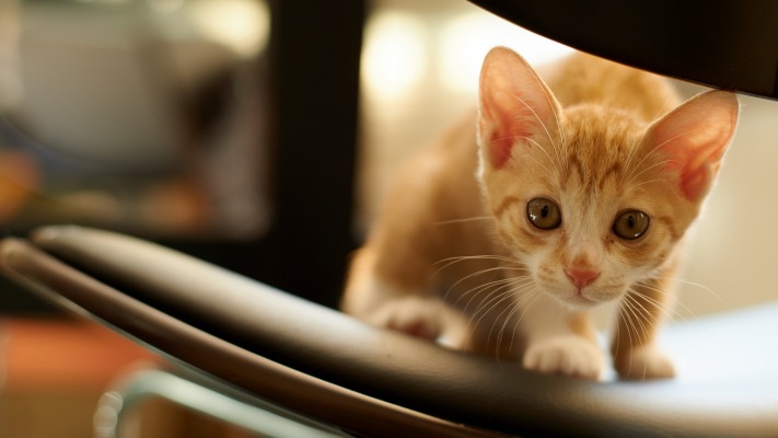Cats. Desktop wallpaper