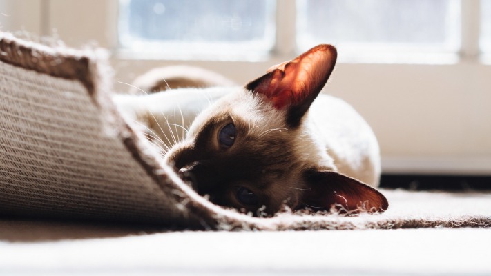 Cats. Desktop wallpaper