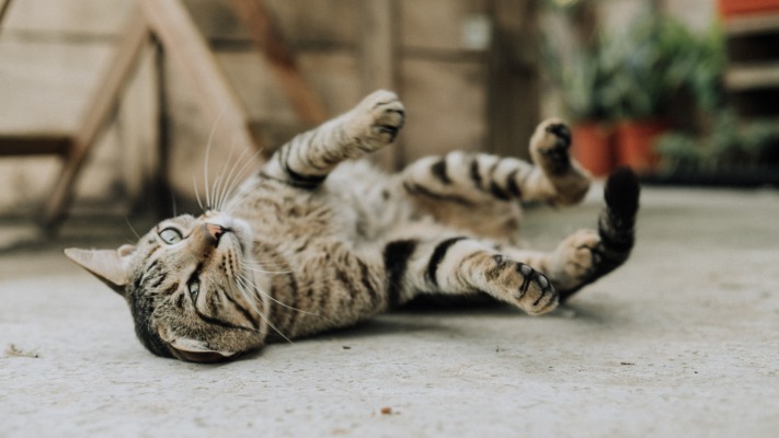 Cats. Desktop wallpaper