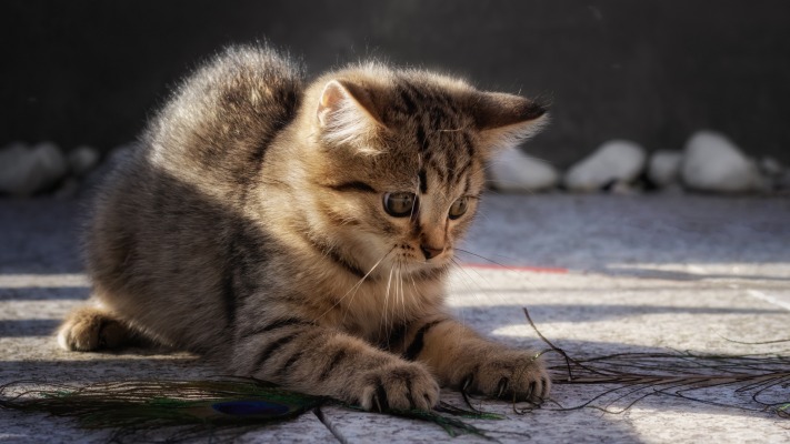 Cats. Desktop wallpaper