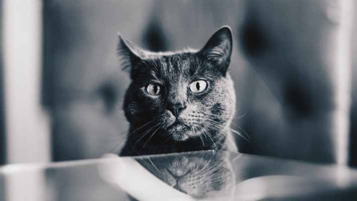 Cats. Desktop wallpaper