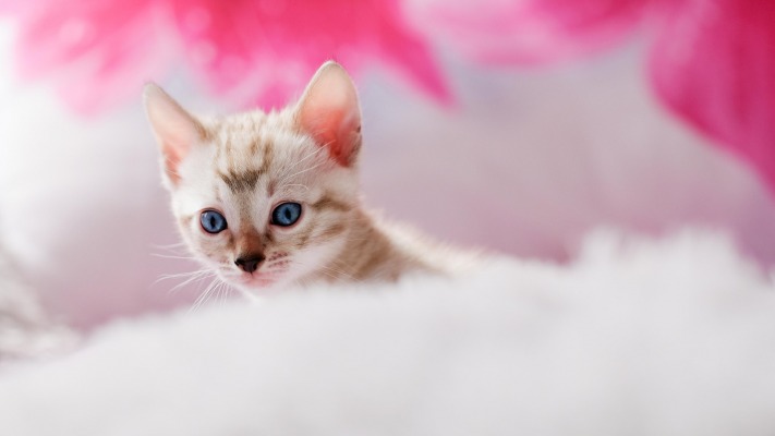 Cats. Desktop wallpaper