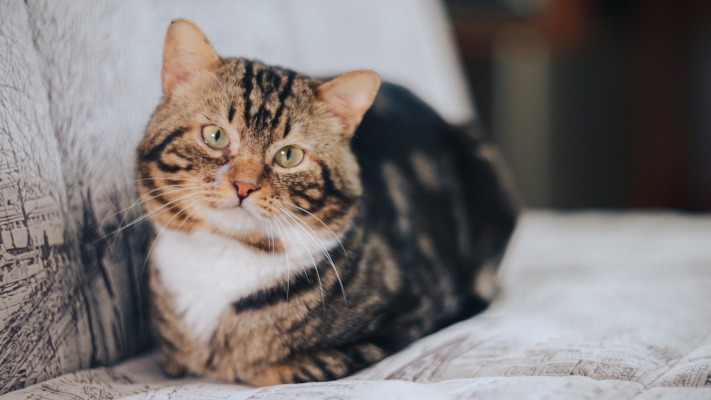 Cats. Desktop wallpaper