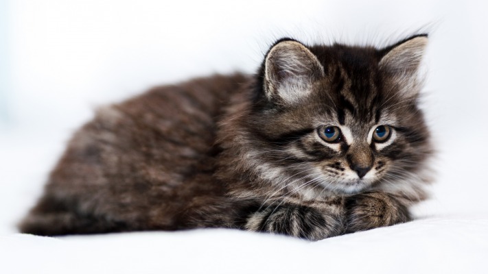 Cats. Desktop wallpaper