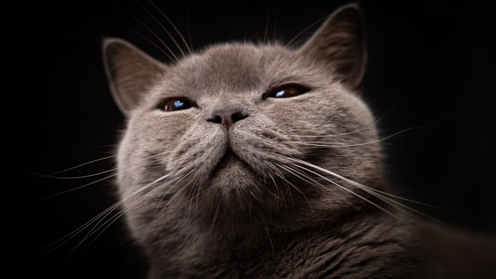 Cats. Desktop wallpaper