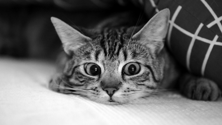 Cats. Desktop wallpaper