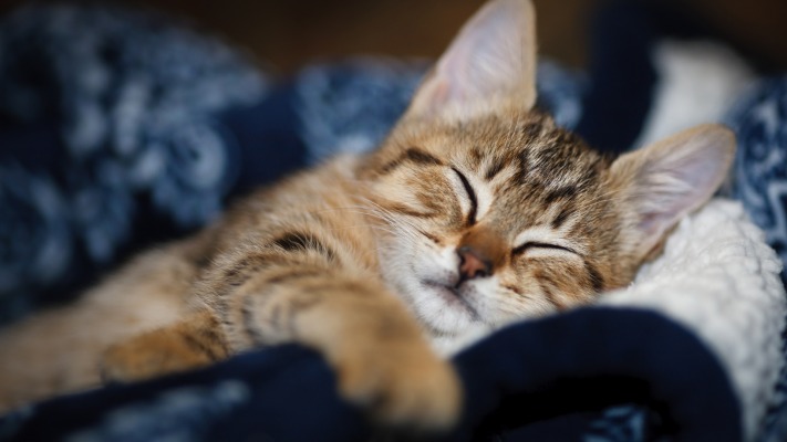 Cats. Desktop wallpaper
