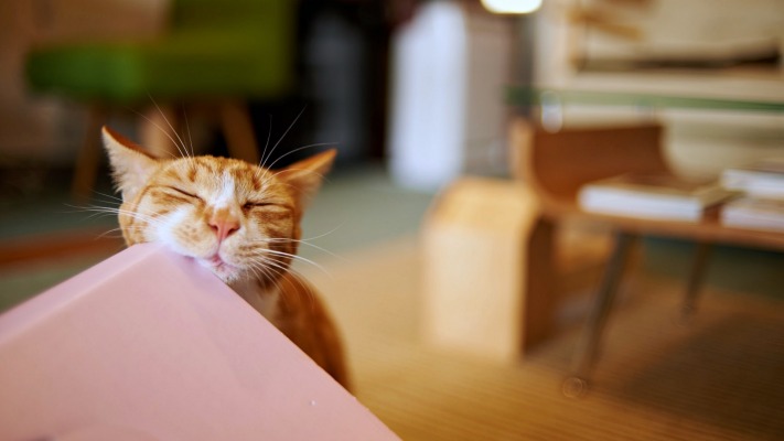 Cats. Desktop wallpaper