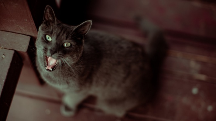 Cats. Desktop wallpaper