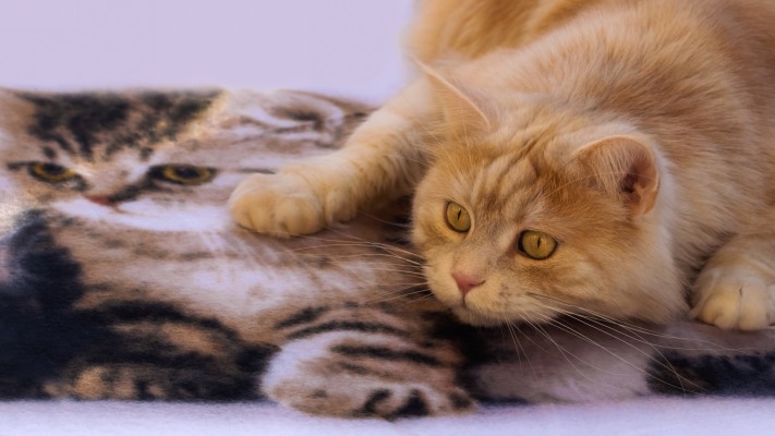 Cats. Desktop wallpaper