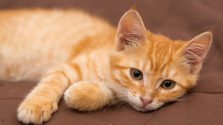 Cats. Desktop wallpaper
